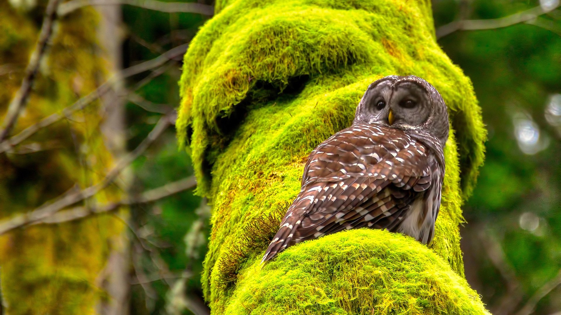 速度与意志的交响，F1揭幕战夜与哈登末节主宰的激情共鸣