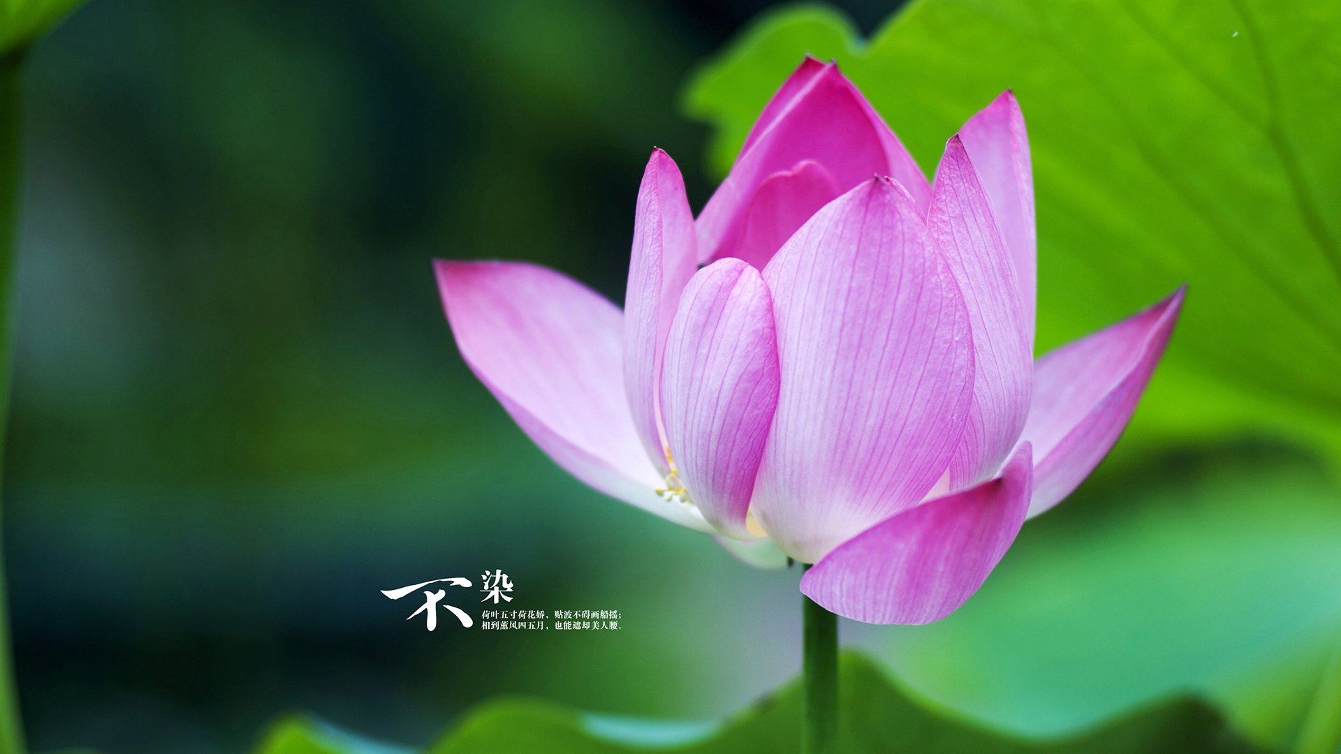 米切尔关键进球定乾坤，掘金火力压制猛龙