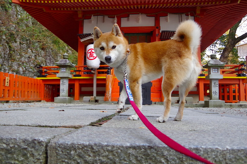 开云下载-吉林队以团队篮球压制火箭，贝恩火热状态点燃胜利之火