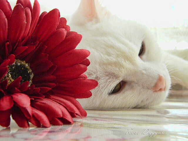 钢铁屏障与自由之翼，当卡塔尔封锁战术遭遇孔德的冠军突围