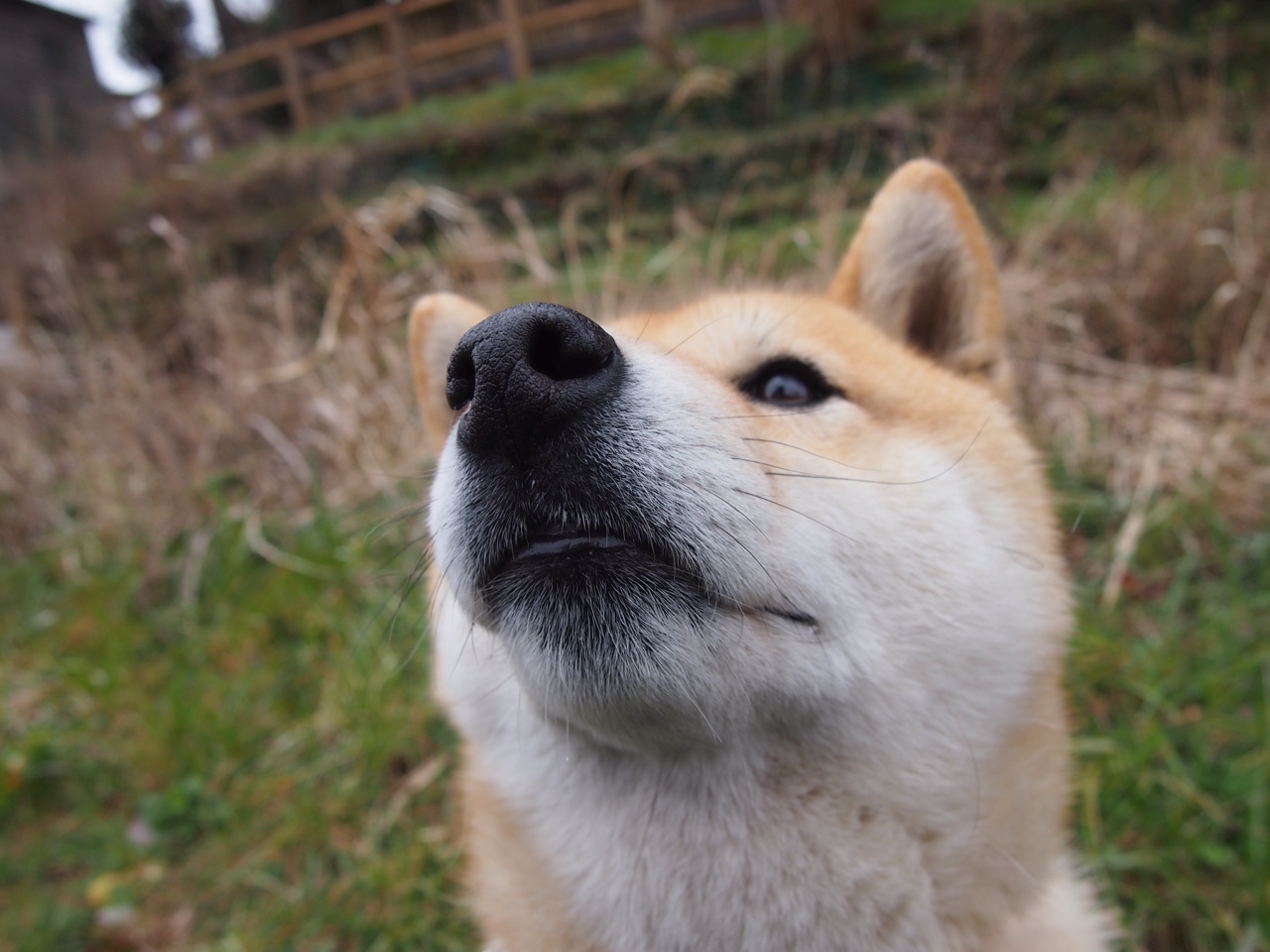 卡塔尔险胜挪威，迪亚斯关键进球定乾坤