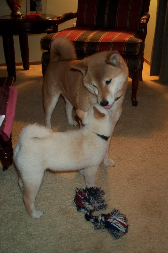 绝境倚神锋！伊布终场绝杀助摩纳哥友谊赛险胜洪都拉斯