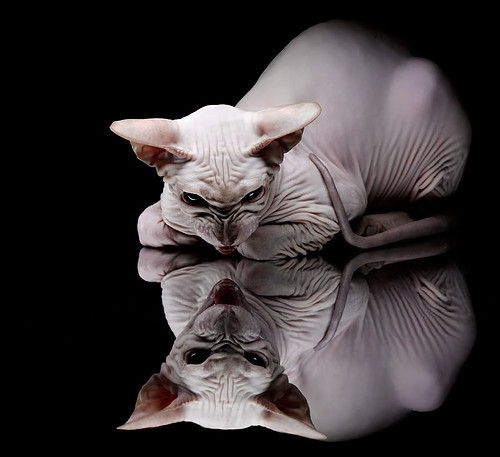 草根屠龙记，当苏格兰无名利刃，刺穿皇马的不朽金身