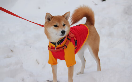 超新星炸裂与东部豪强的冷酷碾压，文班亚马的爆发与76人的无情过关