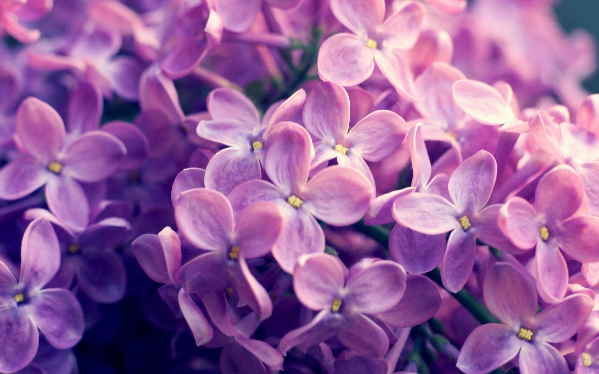 铁血交响,罗德里在巴拉圭与洪都拉斯之战中的攻防统治