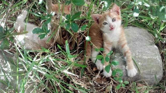 绿茵场上的平行世界，马里对阵洪都拉斯的纯粹，与C罗的灼热骄阳