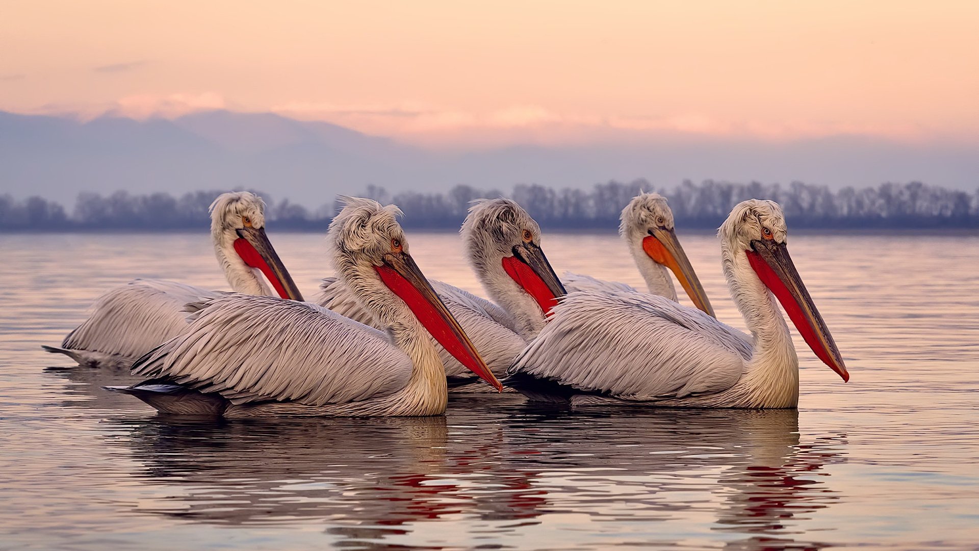 银灰风暴席卷珠江，当福克斯在攻防两端统治华南虎主场