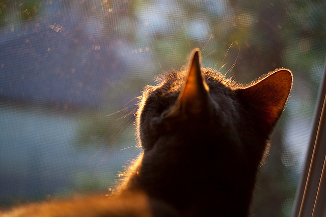 开云体育平台APP-球场上的死神，马里粉碎多特蒙德与弗拉霍维奇抢七接管比赛背后的英雄密码