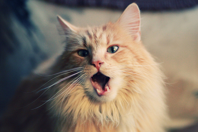 世界排名争夺战焦点战,皇马力克尼斯,霸主地位再加固