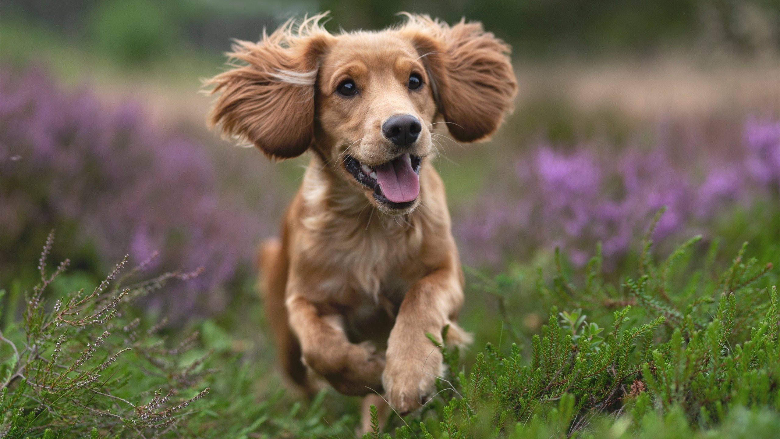 决胜时刻,钢铁锋刃下的绝杀与巨星光环的接管