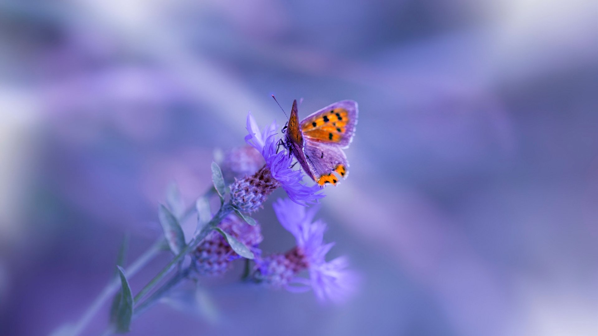 开云体育官方网站-桥梁，恩凯蒂亚与坎特如何在断裂处连接世界