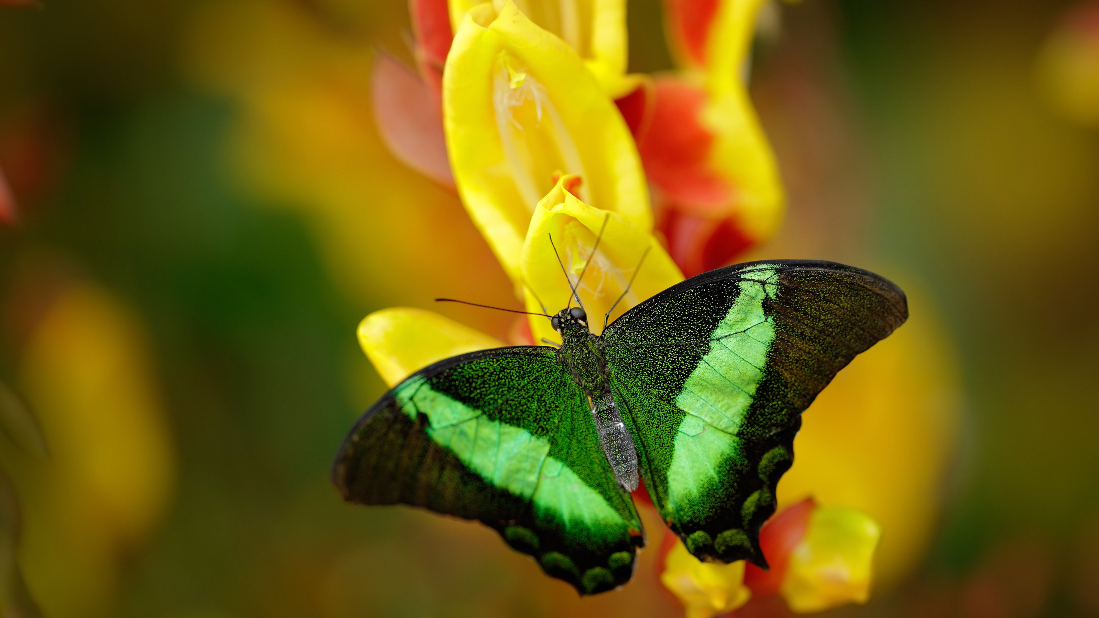 辽宁队对阵骑士，小贾伦·杰克逊用冠军级表现验证东方试金石