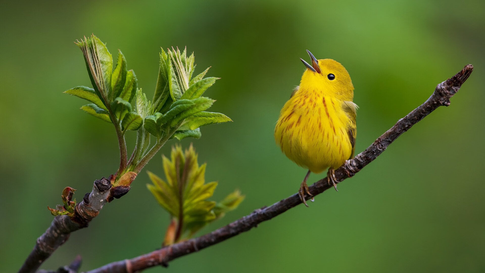 锡安屠龙记，火箭踏平湖人背后的王者觉醒