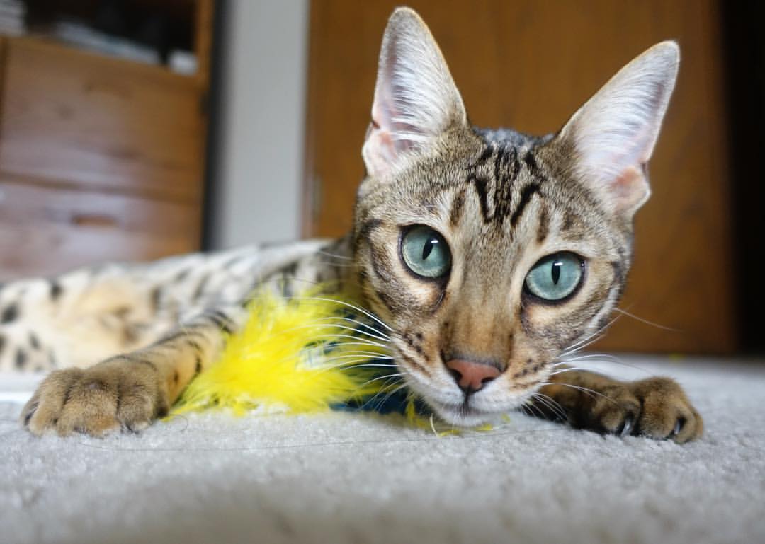 真金不怕火炼！小贾伦硬仗封王，魔术逆袭绿军启示录