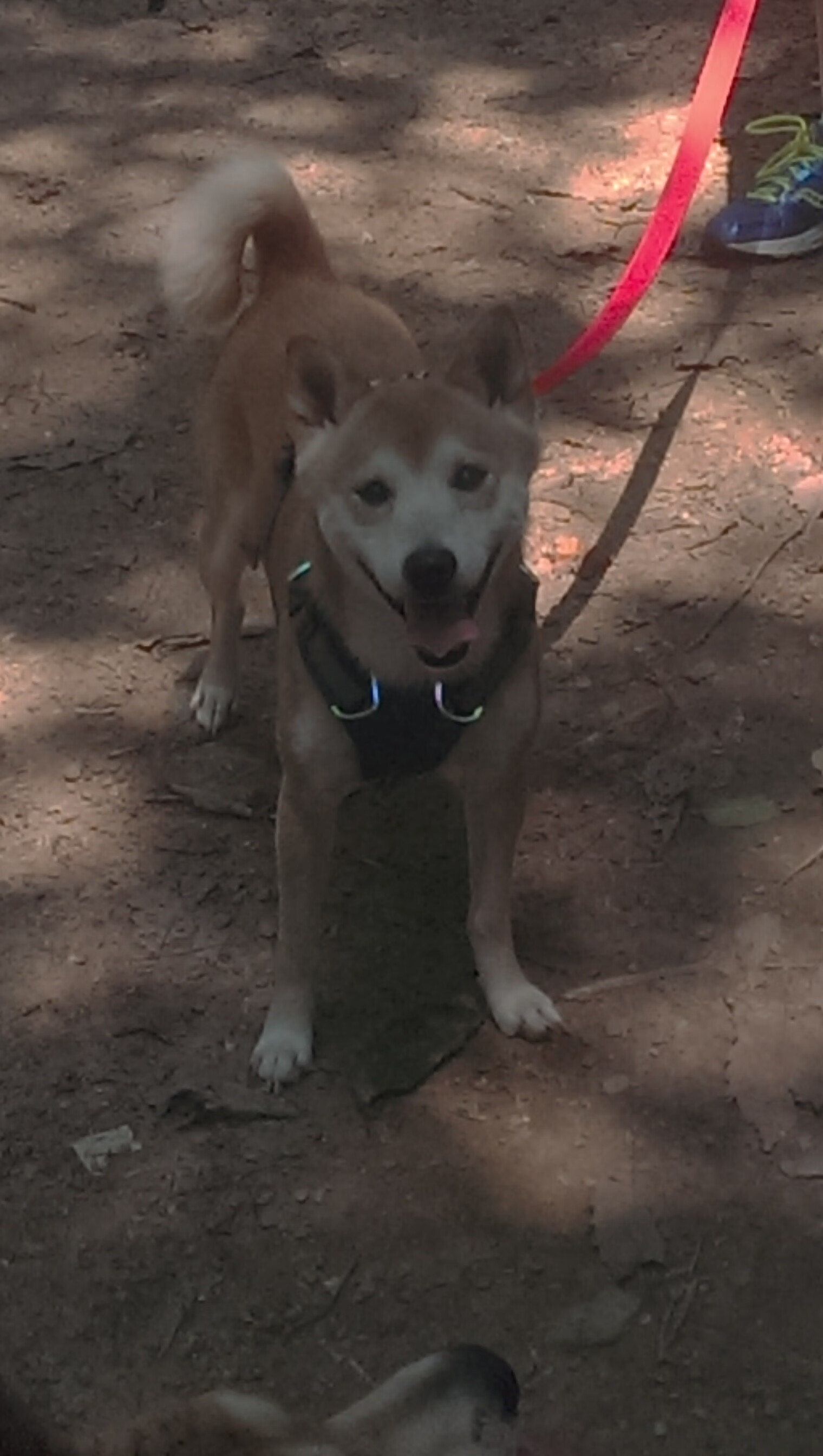 开云平台-逆转之战，国际米兰力克拉齐奥，马丁内利成制胜英雄