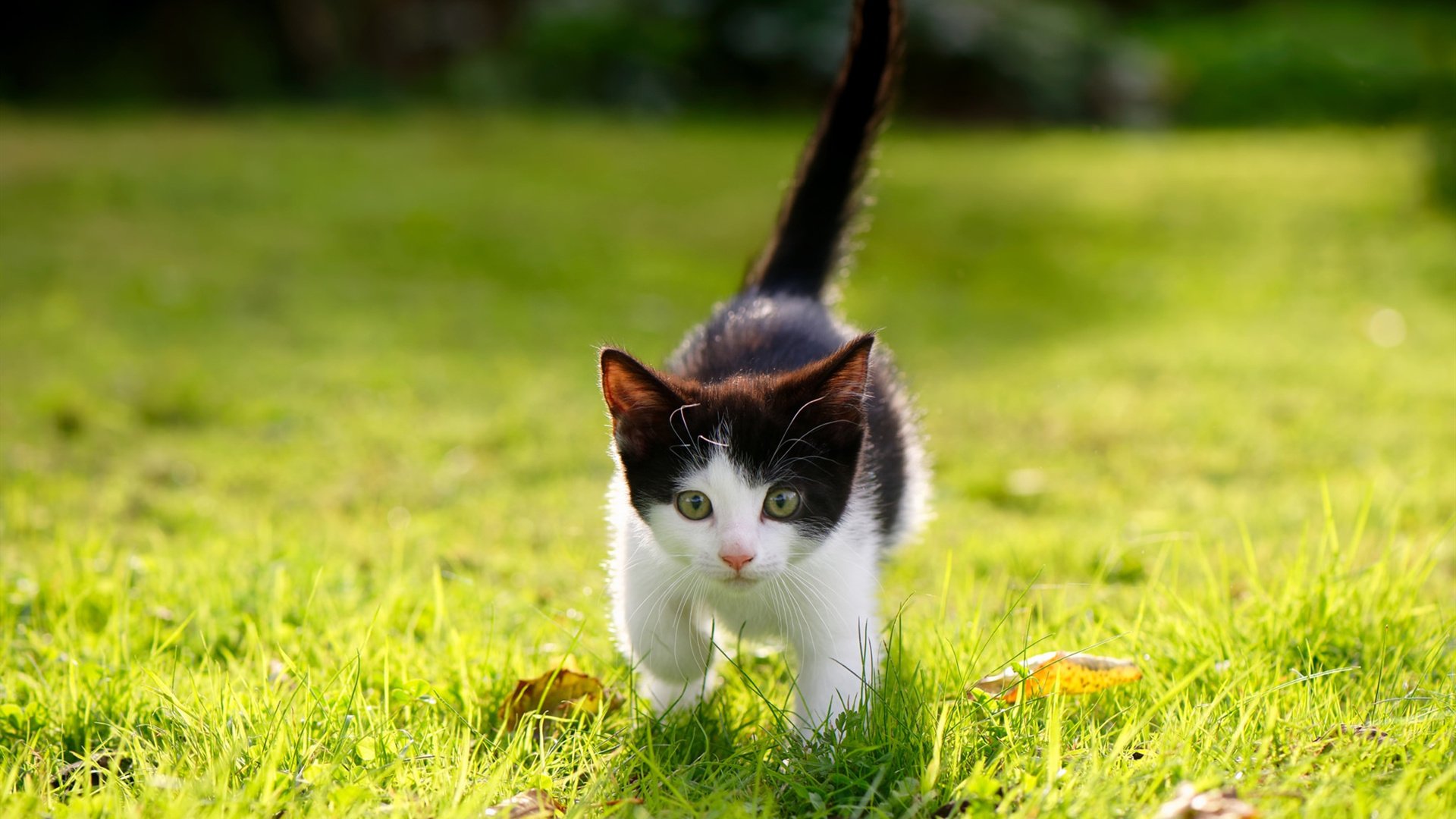 开云体育官网-北京队鏖战火箭，克莱·汤普森上演佛光普照全程高能输出大秀