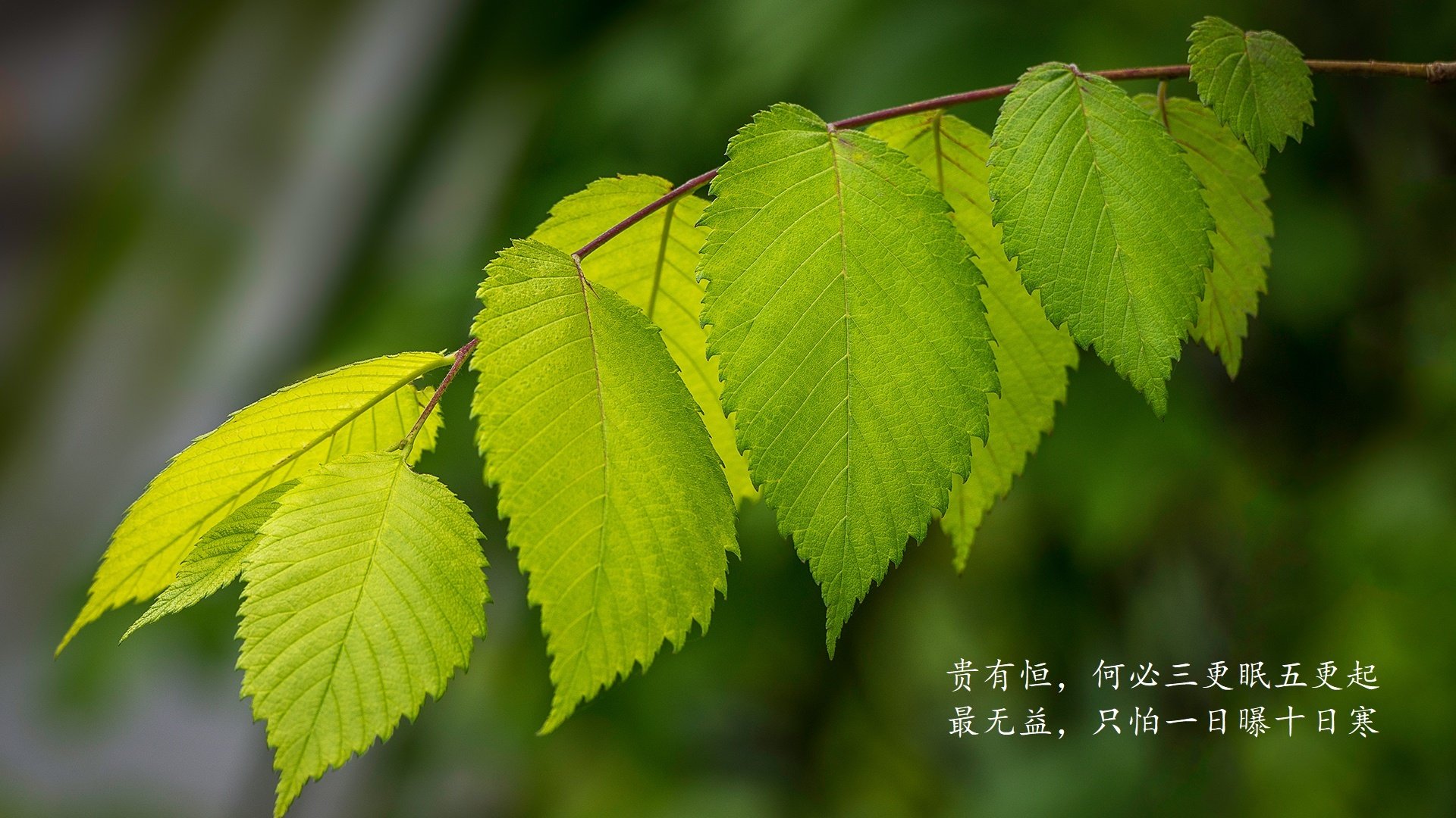 沙漠之狐与波斯铁骑的较量，内马尔导演2026世界杯G组战术经典